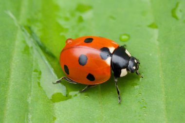 Yeşil yaprakta oturan uğur böceği