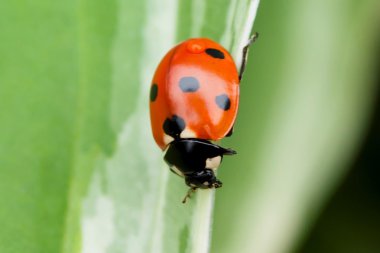 Yeşil yaprakta oturan uğur böceği