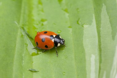 Yeşil yaprakta oturan uğur böceği