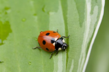 Yeşil yaprakta oturan uğur böceği