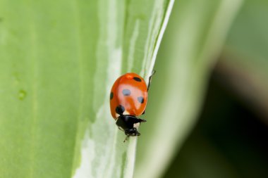 Yeşil yaprakta oturan uğur böceği