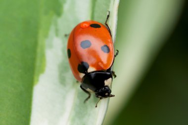 Yeşil yaprakta oturan uğur böceği