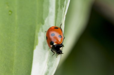 Yeşil yaprakta oturan uğur böceği