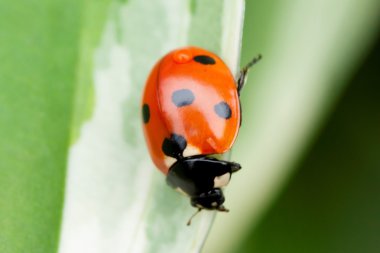 Yeşil yaprakta oturan uğur böceği