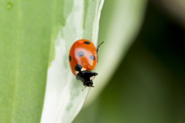 Yeşil yaprakta oturan uğur böceği