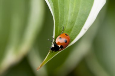 Yeşil yaprakta oturan uğur böceği