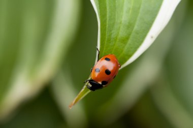 Yeşil yaprakta oturan uğur böceği
