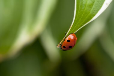 Yeşil yaprakta oturan uğur böceği