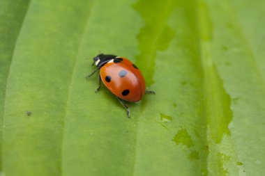 Yeşil yaprakta oturan uğur böceği