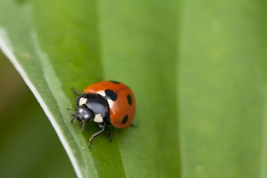 Yeşil yaprakta oturan uğur böceği