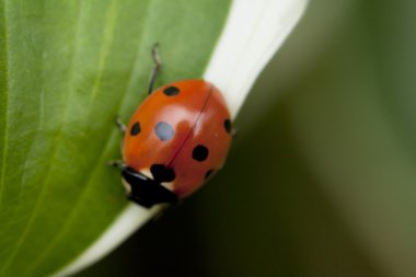 Yeşil yaprakta oturan uğur böceği