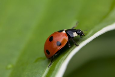 Yeşil yaprakta oturan uğur böceği
