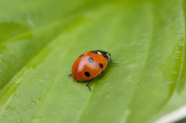 Yeşil yaprakta oturan uğur böceği