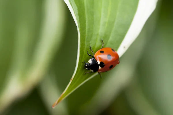 Coccinella seduta su una foglia verde — Foto Stock