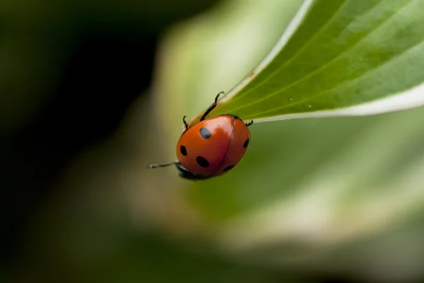 Coccinella seduta su una foglia verde — Foto Stock