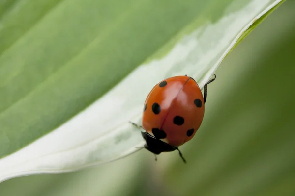 Coccinella seduta su una foglia verde — Foto Stock