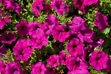 Flowerbed pembe Petunya ile