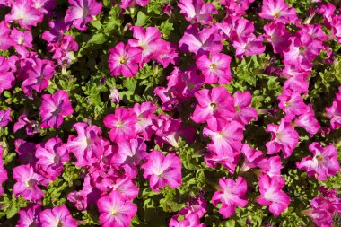 Flowerbed pembe Petunya ile