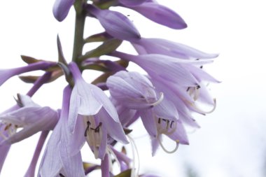 Çiçek Bahçe, yakın çekim konaklarda