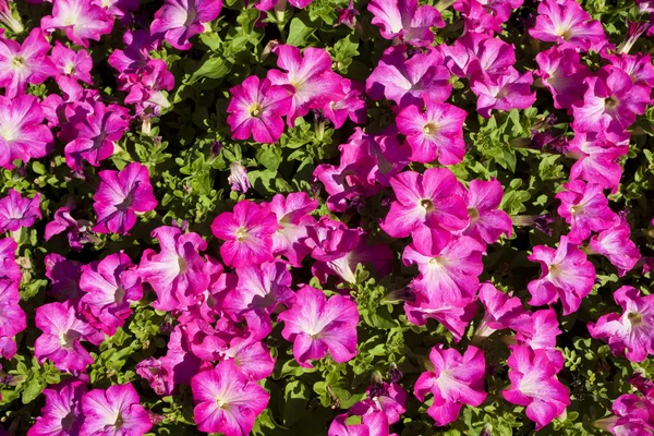 Flowerbed met roze petunia — Stockfoto