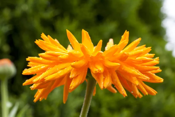 Fiore di calendula grande, primo piano — Foto Stock