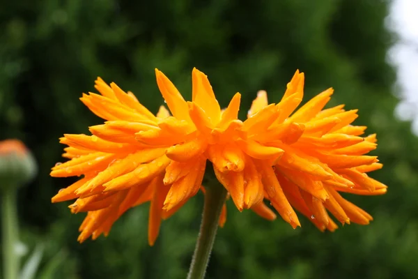 Fiore di calendula grande, primo piano — Foto Stock
