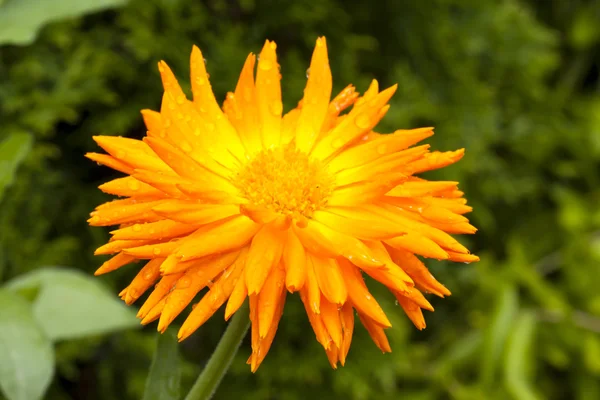 Flor de calêndula grande, close-up — Fotografia de Stock