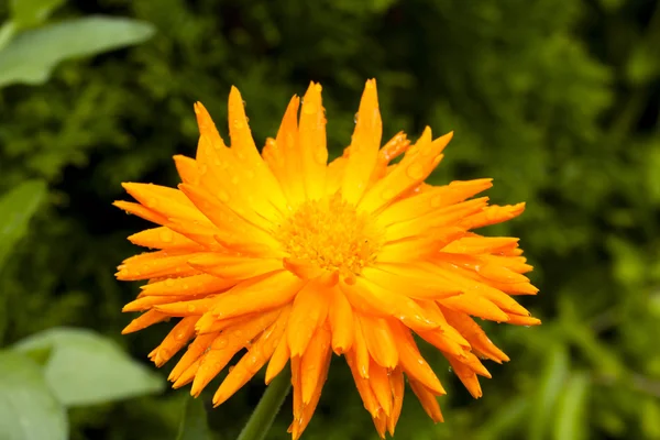 Flor de caléndula grande, primer plano —  Fotos de Stock