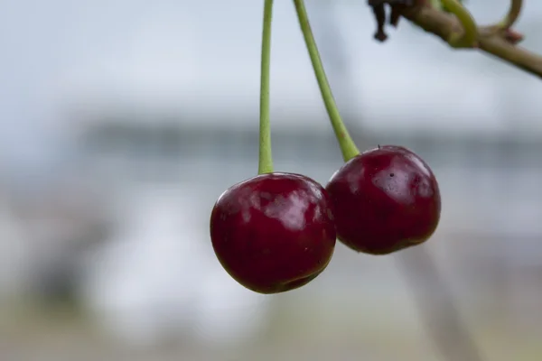 Cherries hanging on a cherry tree branch — Stock Photo, Image