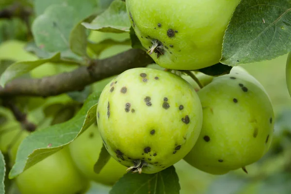 Стиглі яблука, що звисають на гілці — стокове фото