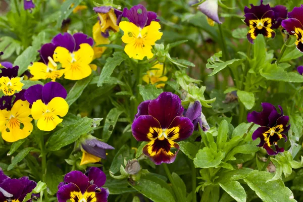 Flowers pansies in pot, close-up — Stock Photo, Image