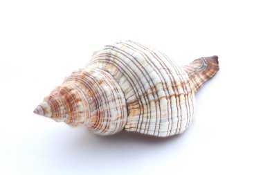 Beyaz arka planda güzel bir deniz kabuğu.