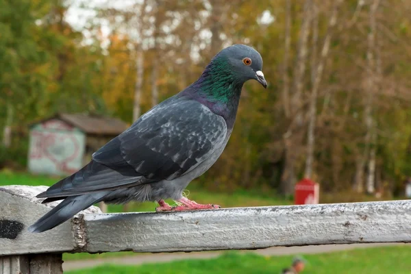 Pombo sentado no parapeito da ponte — Fotografia de Stock