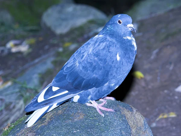 Pombo azul sentado em uma rocha — Fotografia de Stock