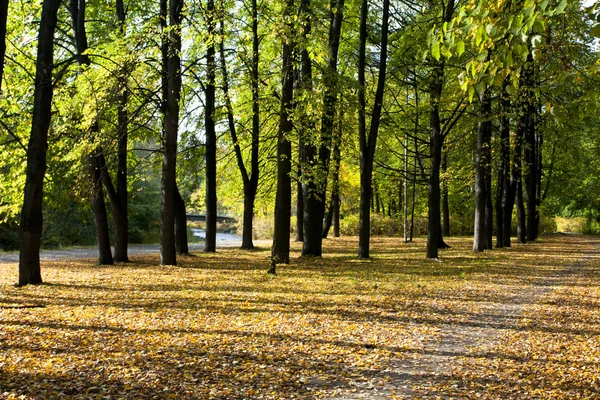 Buntes Laub im Herbstpark — Stockfoto