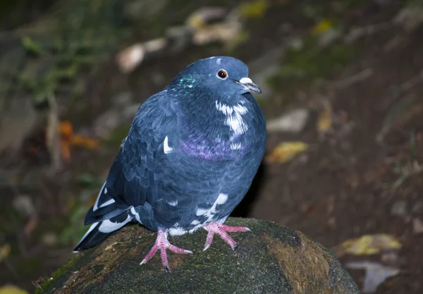 Blue pigeon sitting on a rock Stock Picture