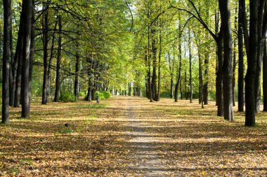 Sonbahar parkında renkli yapraklar