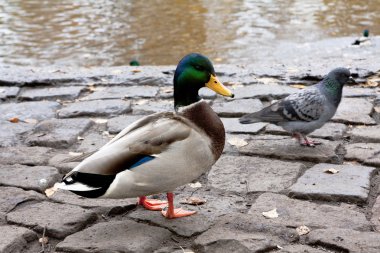 Nehir kıyısındaki ördekler