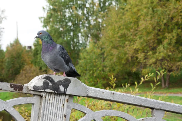 Pombo sentado no parapeito da ponte — Fotografia de Stock