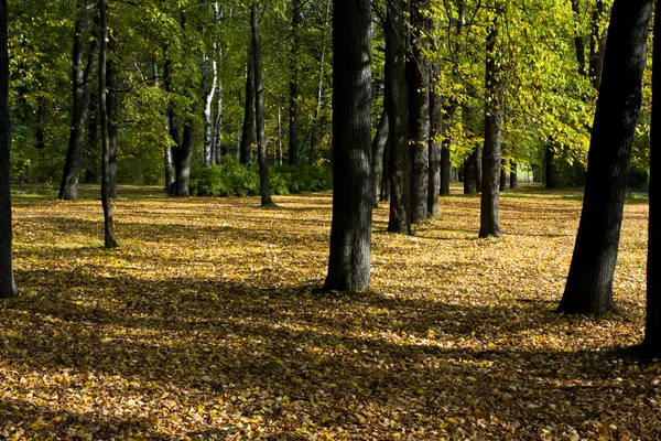 Feuillage coloré dans le parc d'automne — Photo