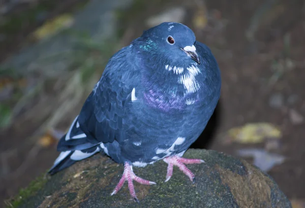 Pombo azul sentado em uma rocha — Fotografia de Stock