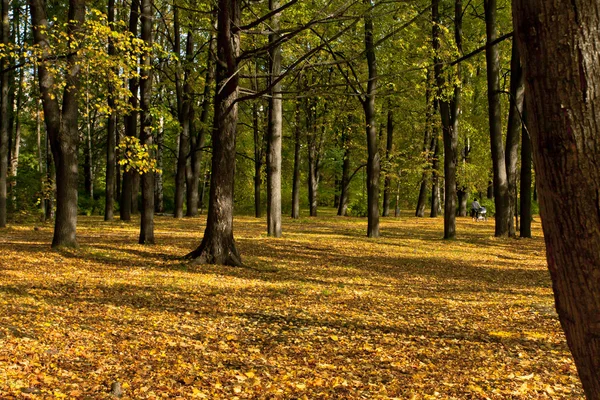 Feuillage coloré dans le parc d'automne — Photo