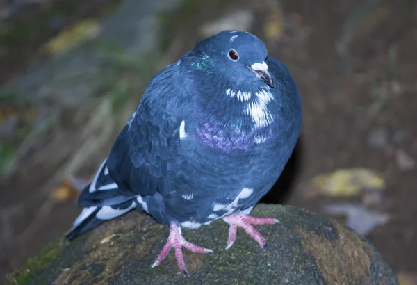 Blue pigeon sitting on a rock Royalty Free Stock Images