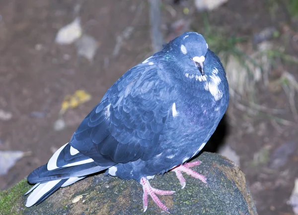 Blue pigeon sitting on a rock Stock Image