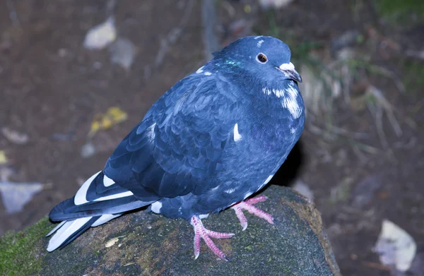 Blue pigeon sitting on a rock Stock Image