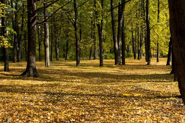 Buntes Laub im Herbstpark — Stockfoto