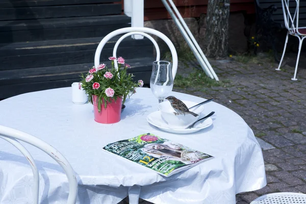 桌上咖啡馆里的鸟 — 图库照片