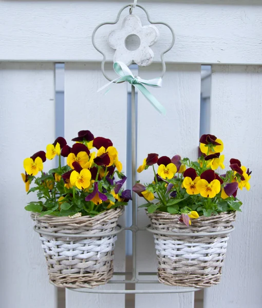 Sepetleri asılı içinde Hercai Menekşe