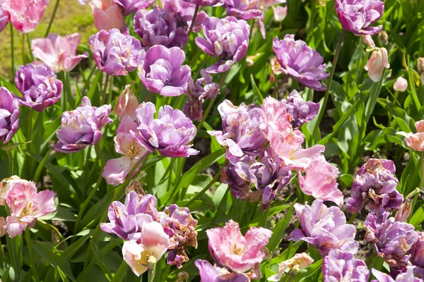 Parterre con tulipanes rosados — Foto de Stock