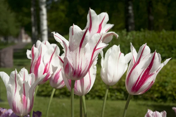 Tulipas brancas com listras rosa — Fotografia de Stock